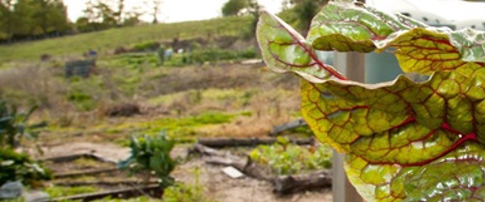 Meet food waste champion Maile Ullave (1)