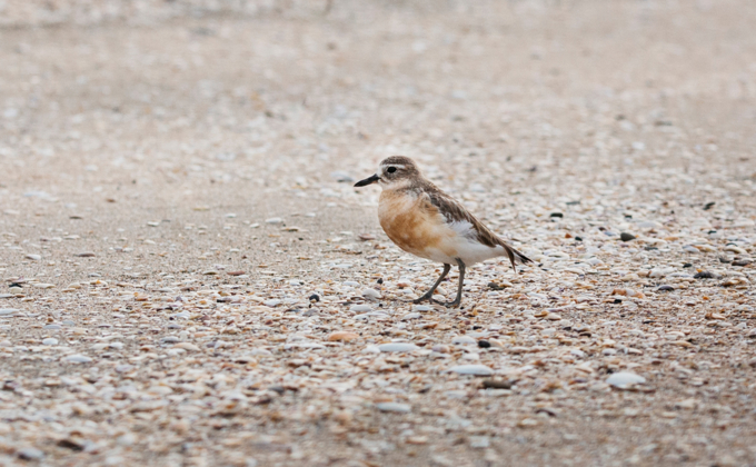 Dotterel OA