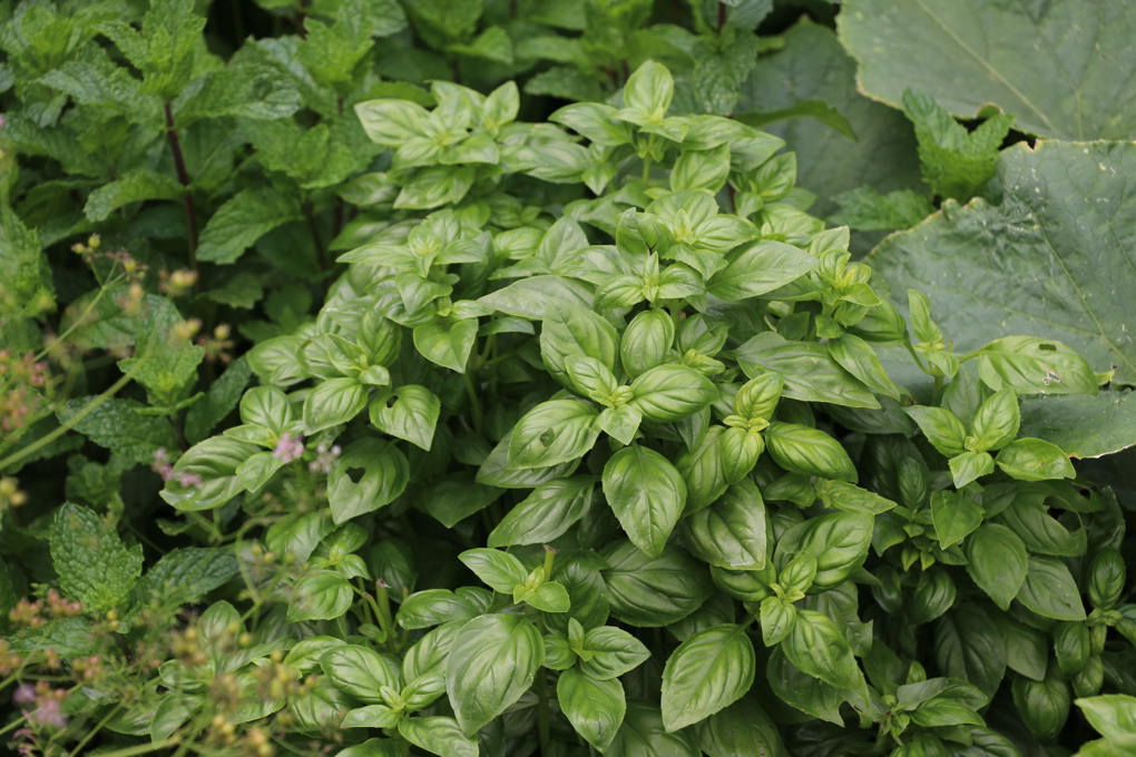 Basil Emerald Towers(1)_cwslwy4a.jpg