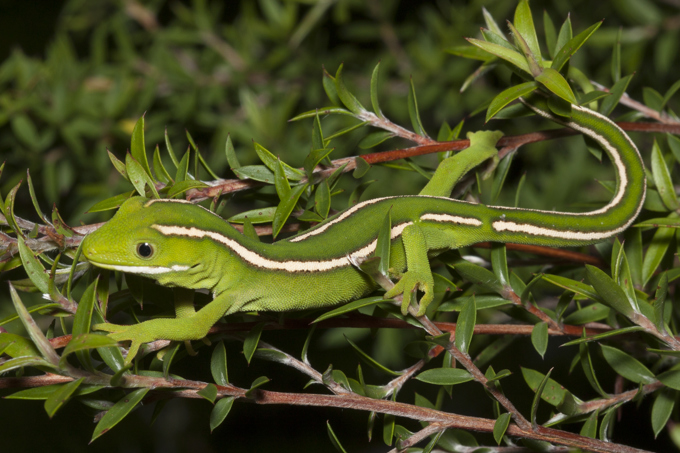 Scaling up gecko protection