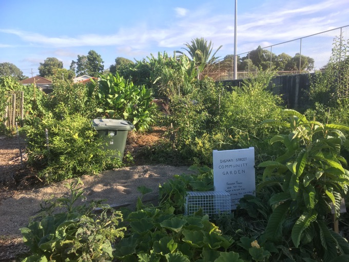 community garden dingsn street pt chev