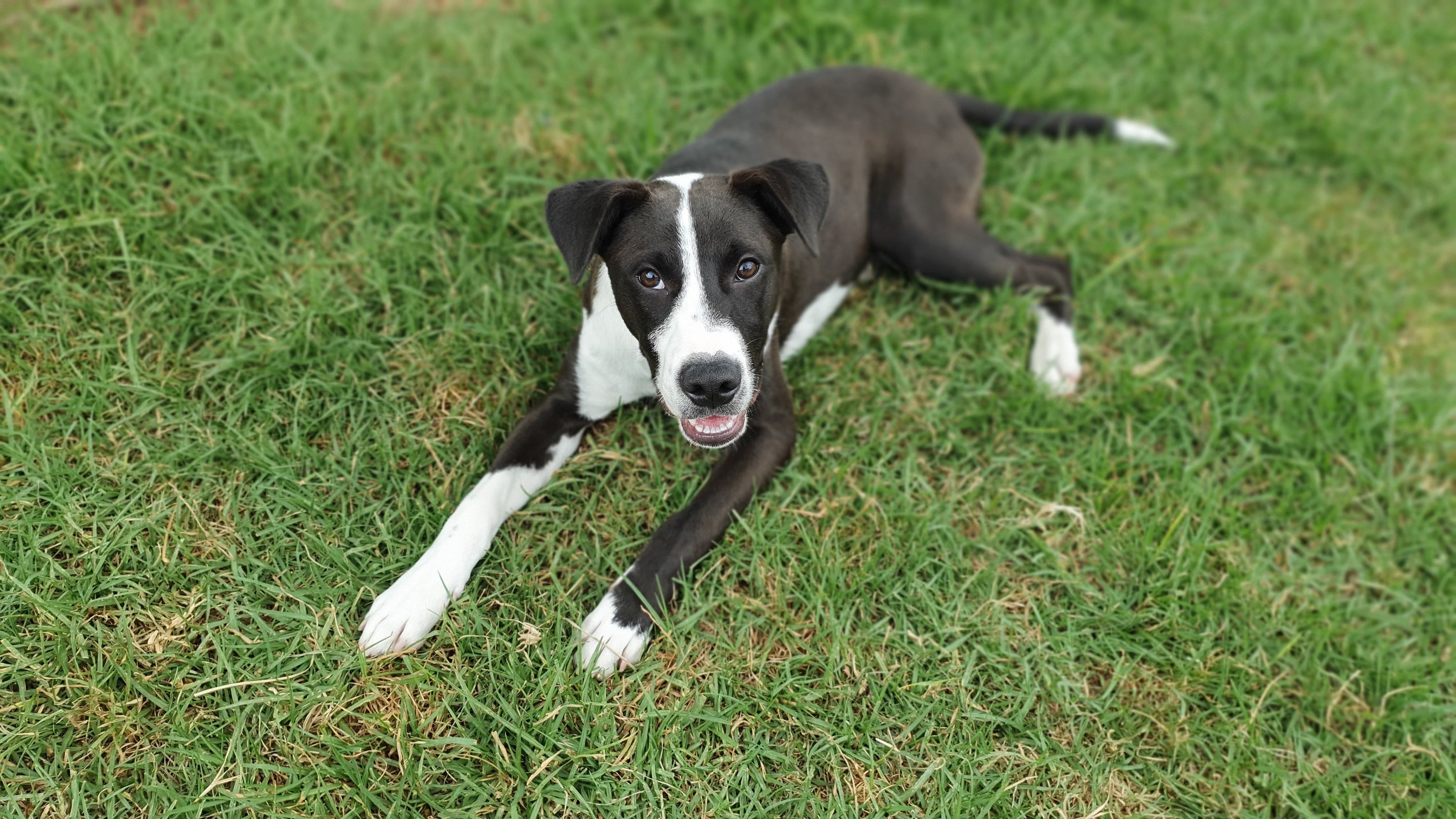 Hoiho pleading for a forever home!