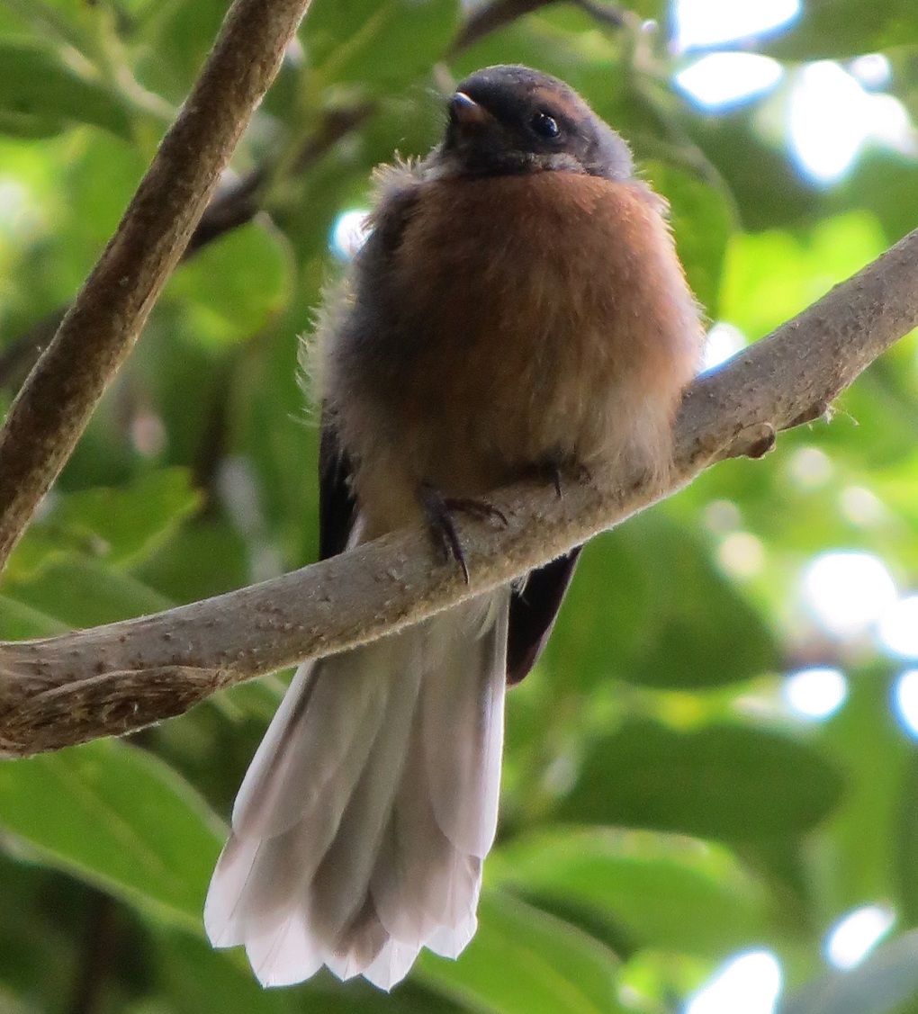 How much do you know about our native birds?