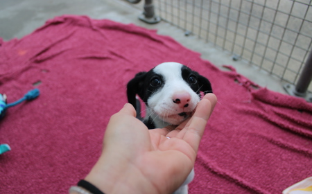 Juniper (ADOPTED) tile image