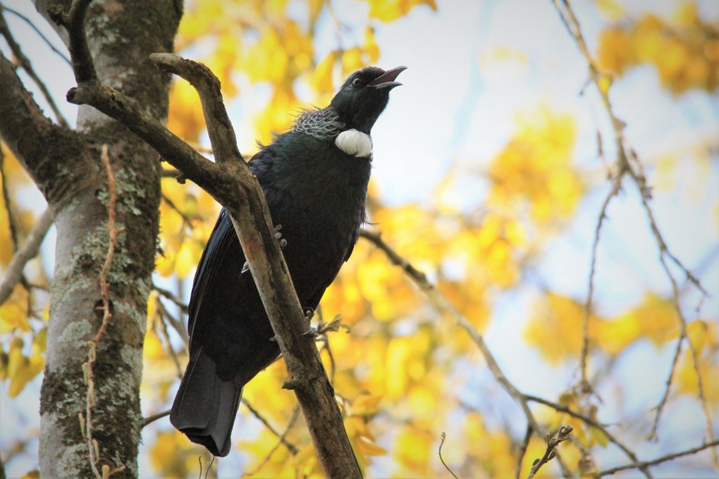 nel_botha-tui-4580550_1920_j3bx3vtz.jpg