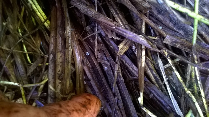 Giant Kokopu spawning 3