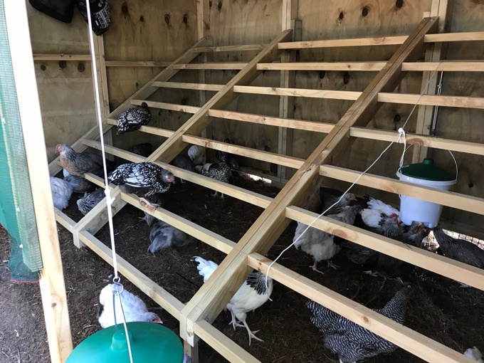 Fearless fowl heading for retirement (1)