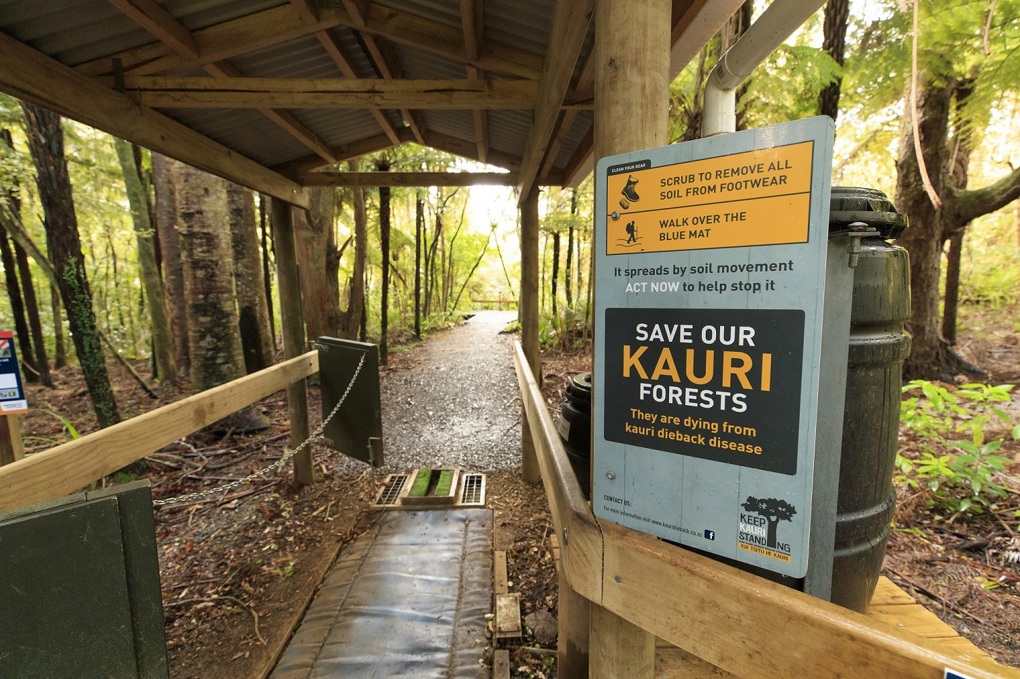 Kauri dieback battle continues over summer