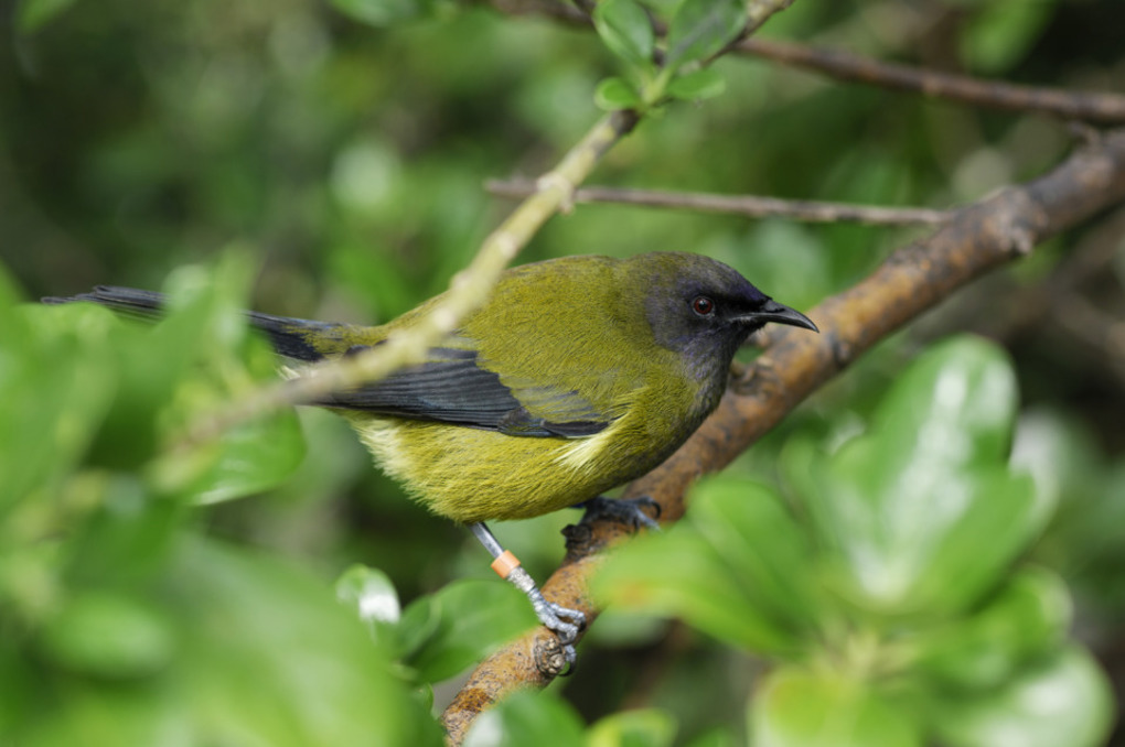 Plans for a predator-free Devonport