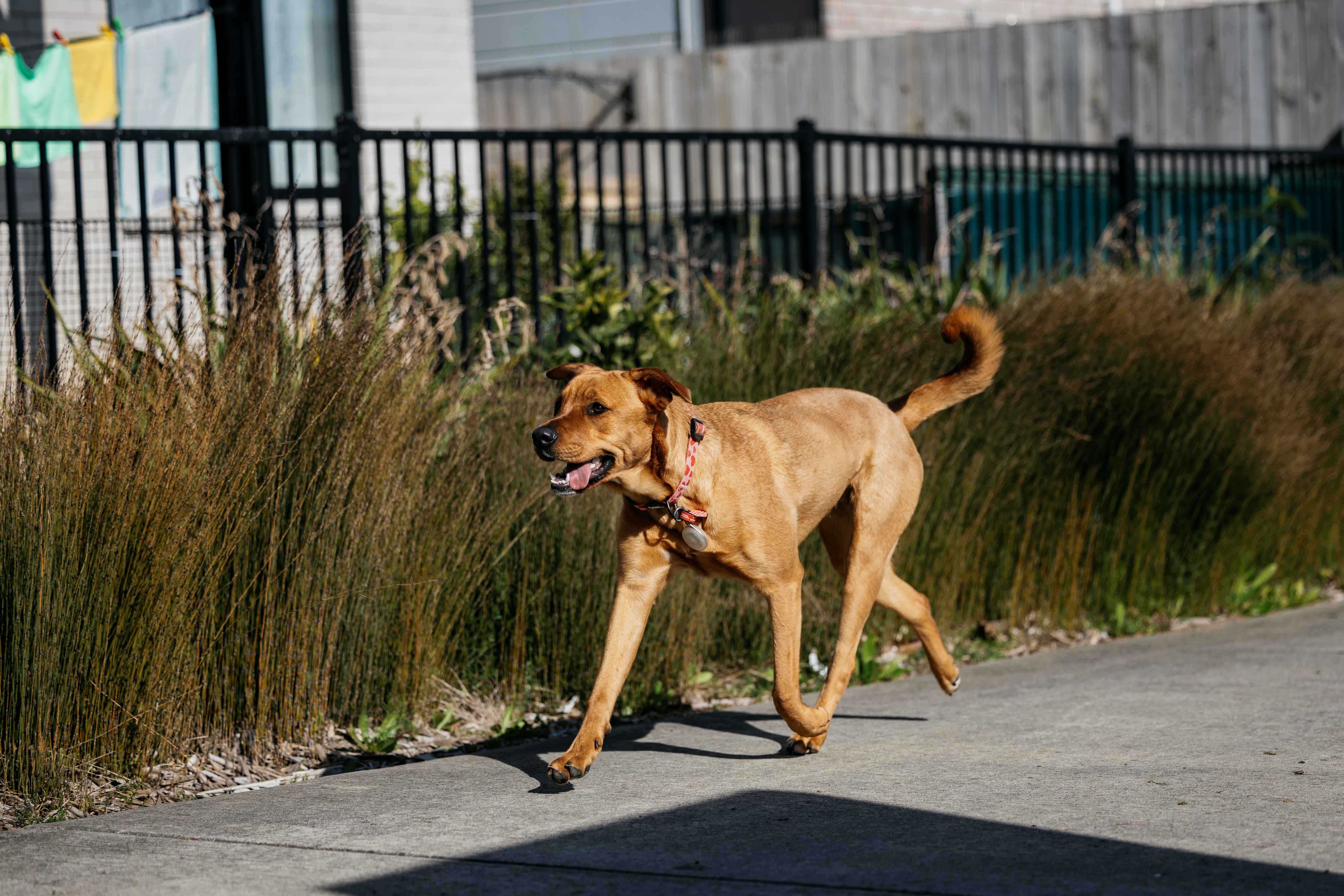Wandering dog on the streets of Auckland.