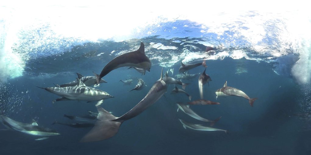 Dolphins