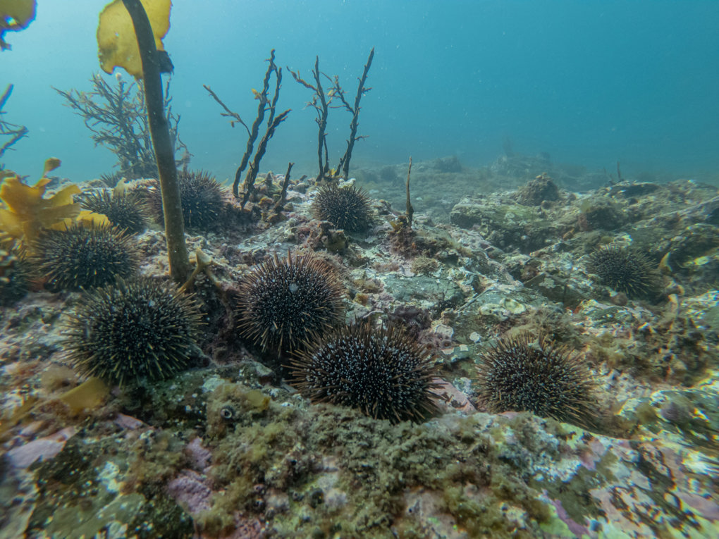 Opinion: The Hauraki Gulf needs more marine protection, now.