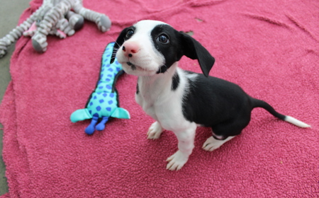 Juniper (ADOPTED) tile image