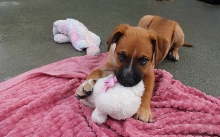 Psyduck (ADOPTED) tile image