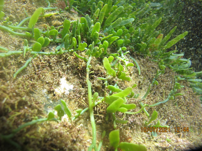 Caulerpa field trial