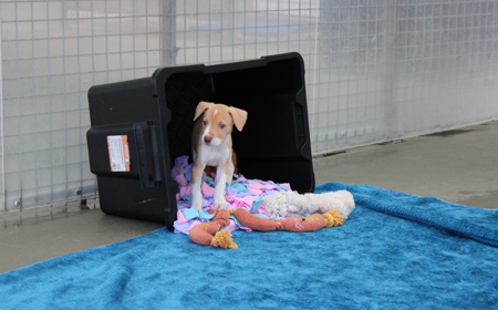 Boogie (ON HOLD) tile image