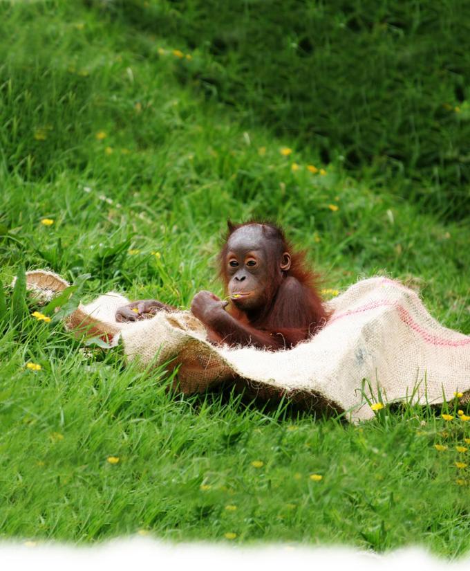 Sumatran Zoo orangutan