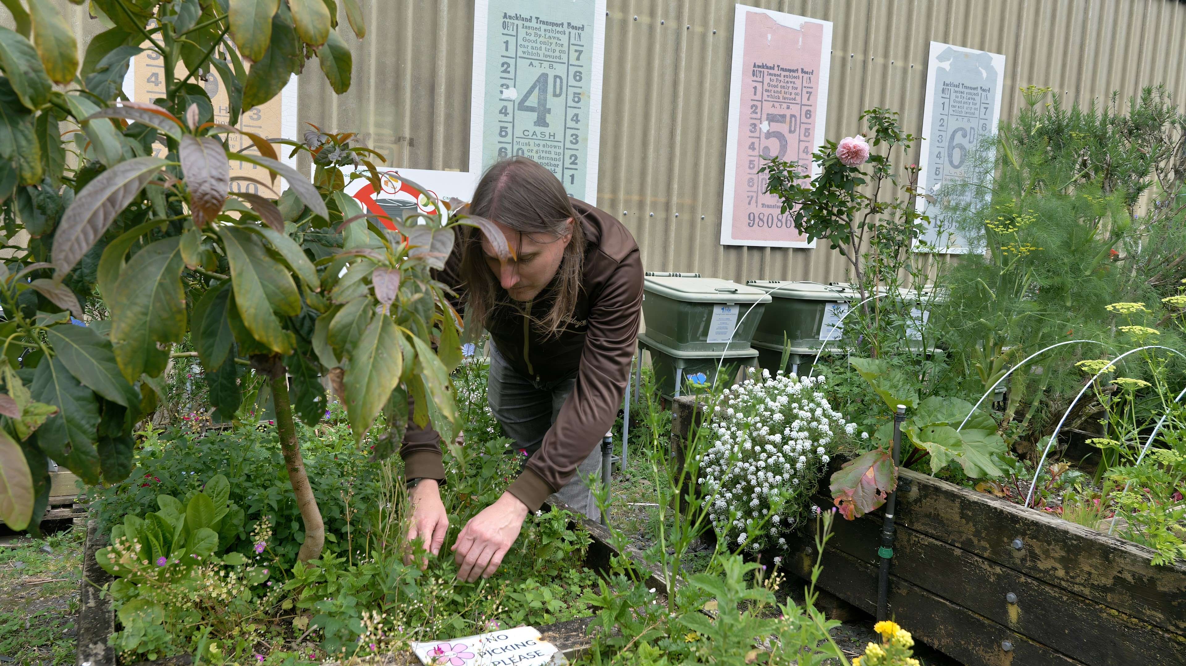Dan enjoying time in his local community garden.