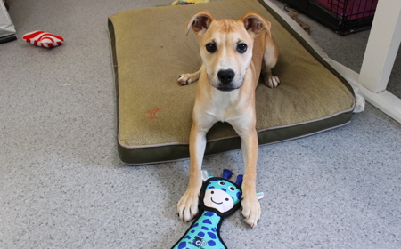 Thai (ADOPTED) tile image