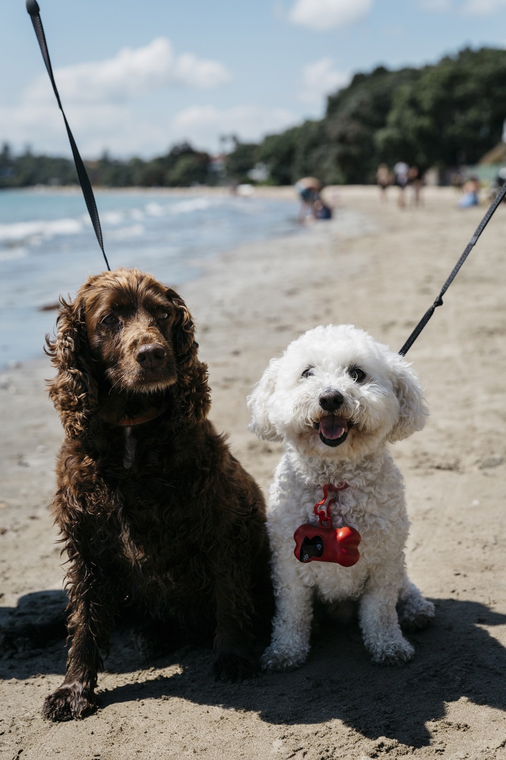 Dog names 2020