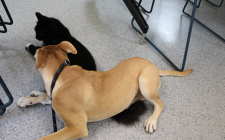 Thai (ADOPTED) tile image