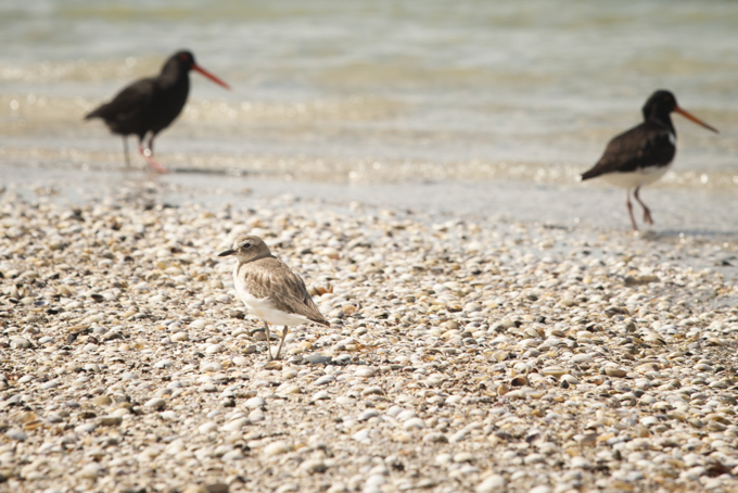 Success for Waiheke Island's newest baby dotterel