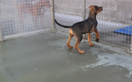 Sir Tristram tile image