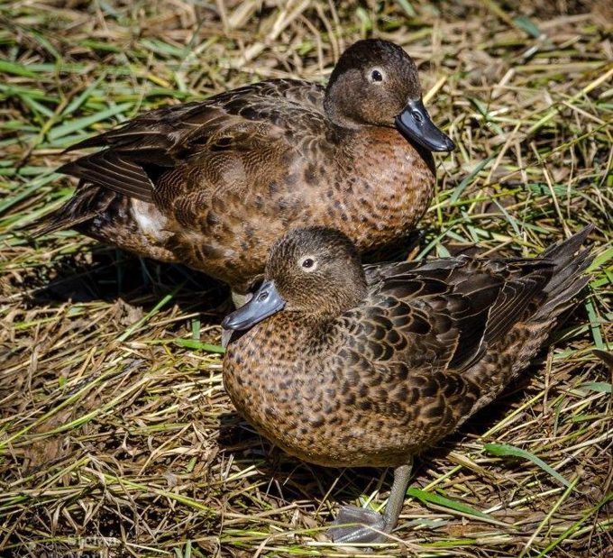 Pateke return to the wetlands - Pateke