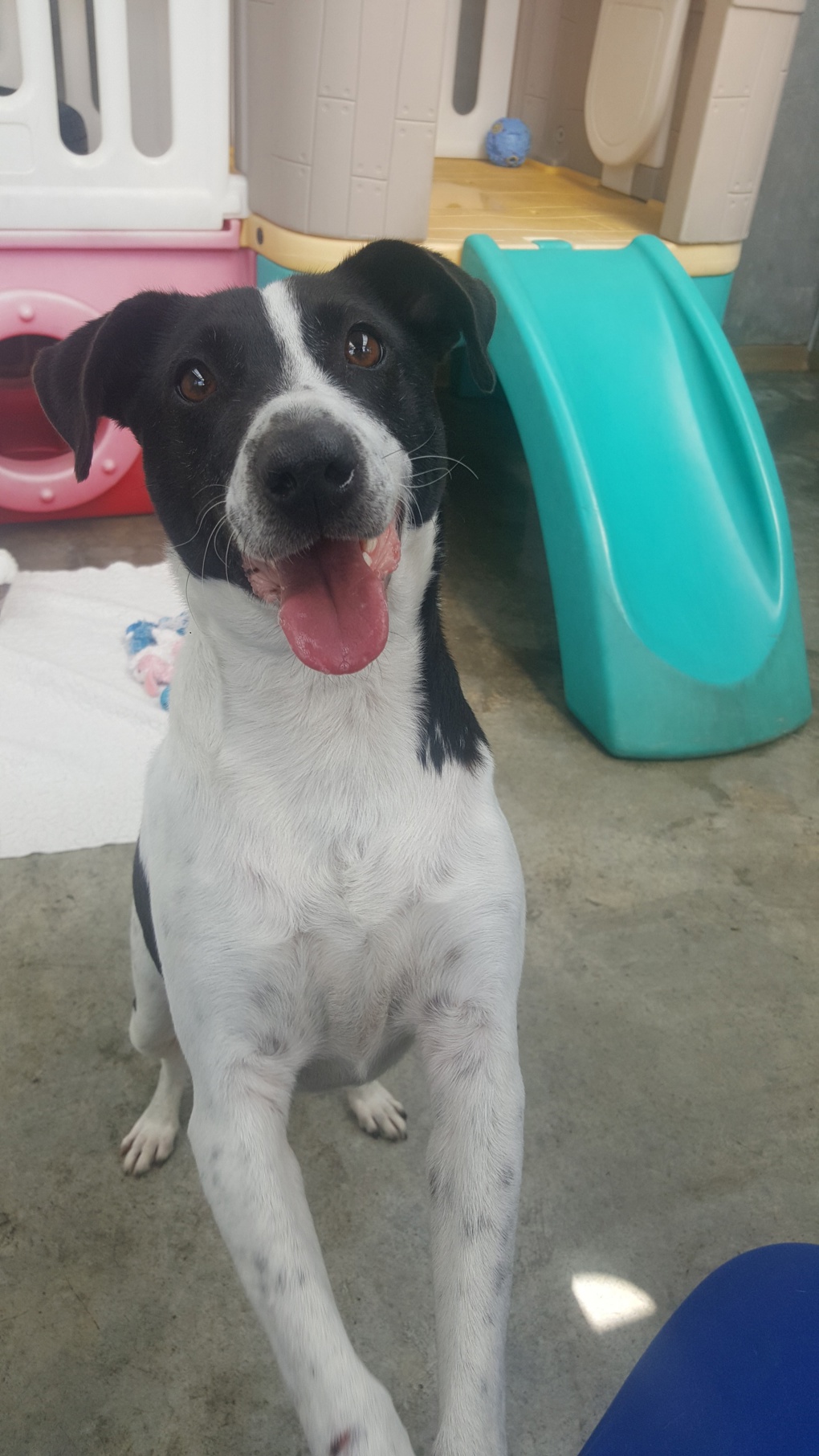 Adorable adoptables