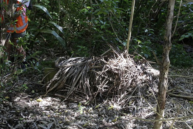 Kiwi release Motutapu 9