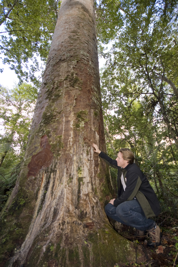 Kauri dieback 2
