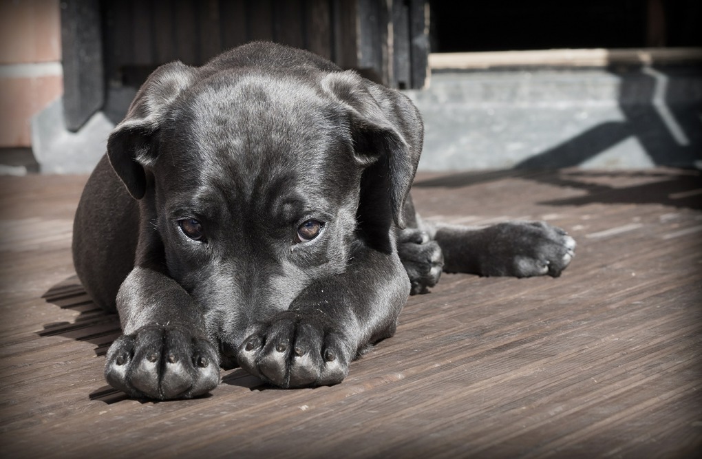 dog registration black lab