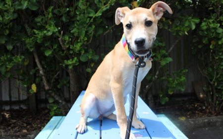 Thai (ADOPTED) tile image