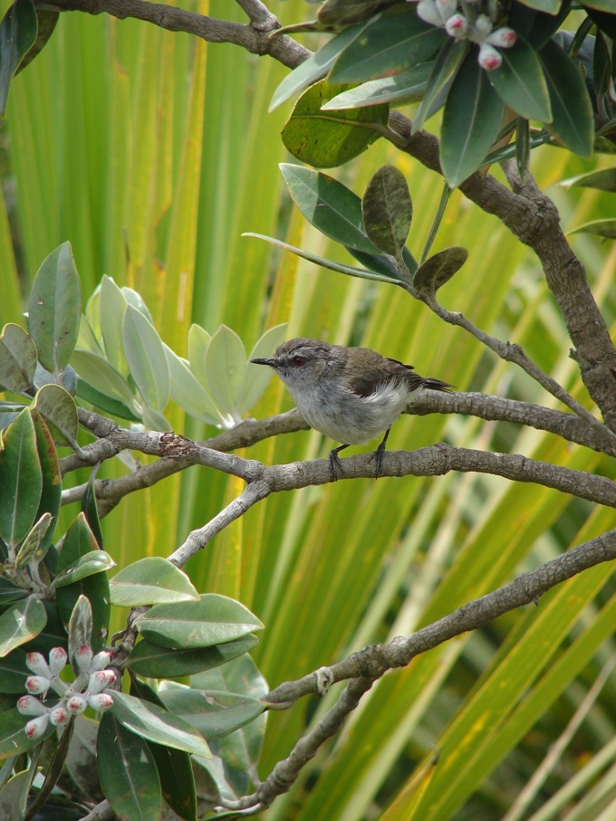 Backyard birds - Warbler