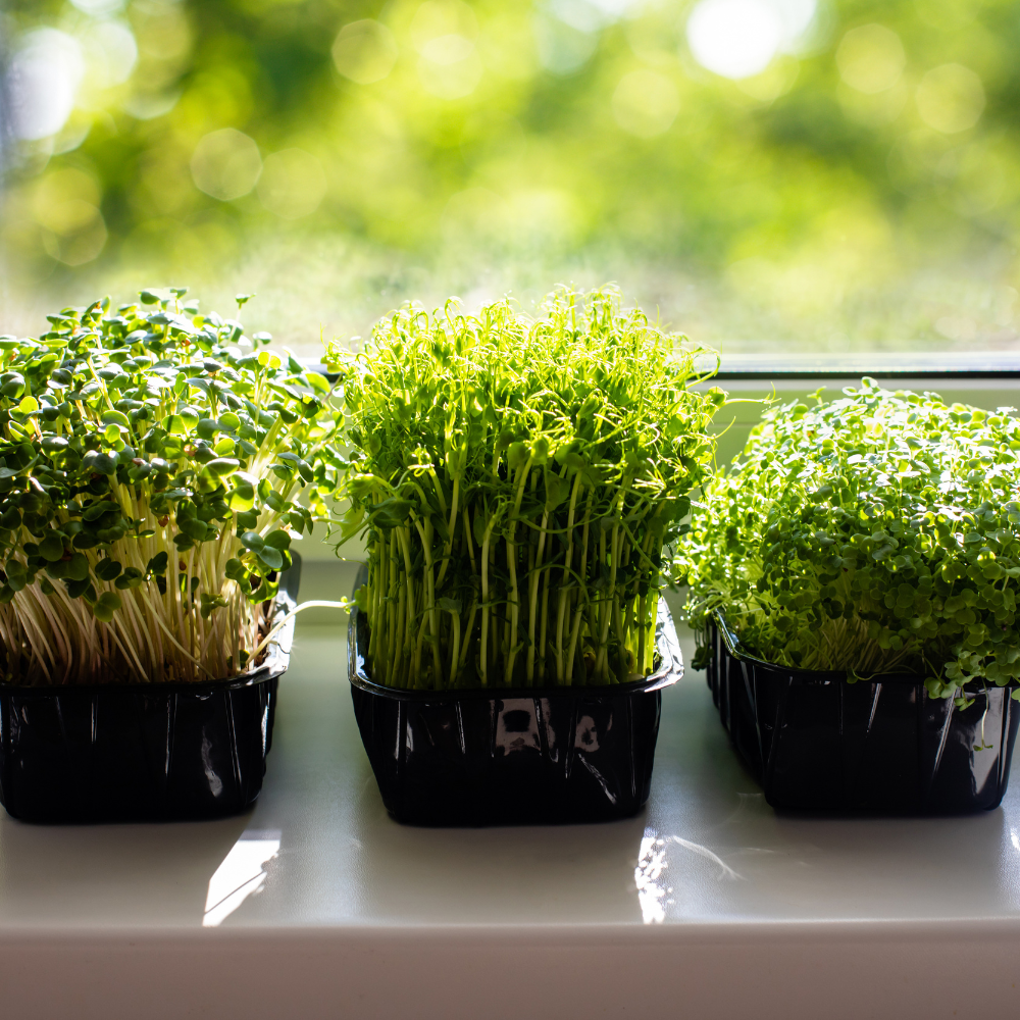 Microgreens-2_b355ubjl.png