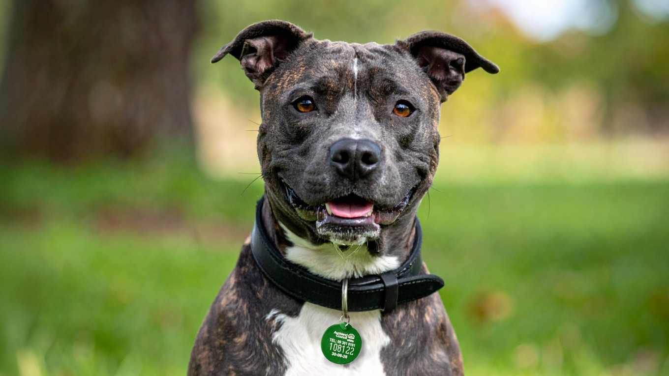 A headshot of a dog with a green collar.