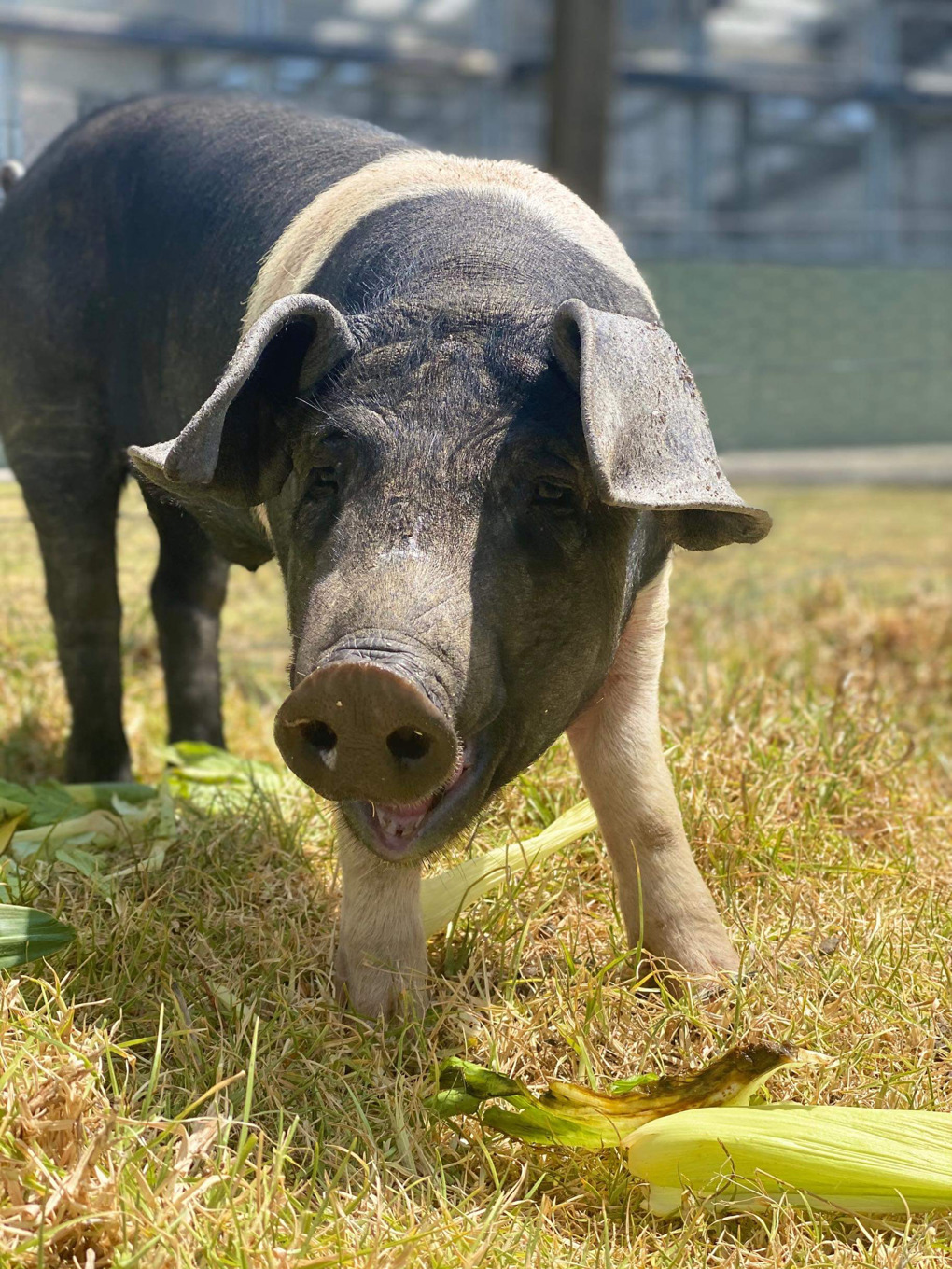 Rooster takes pig under his wing (1)