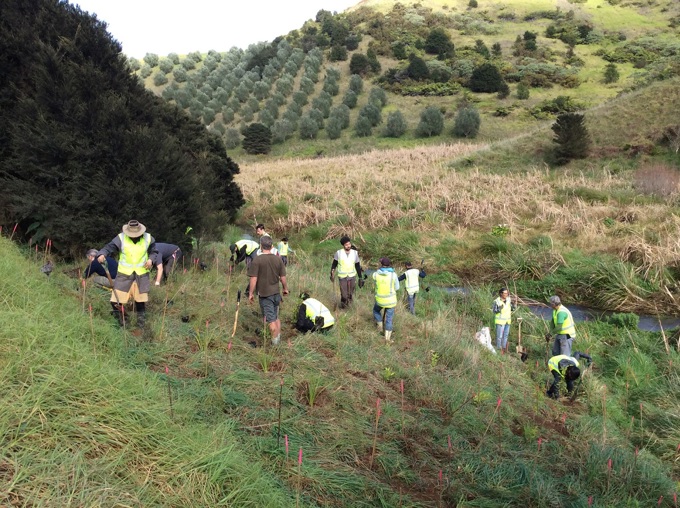 Protecting our native giant kokopu (1)