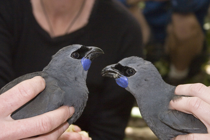 Forest flourishes following Hunua pest blitz_1