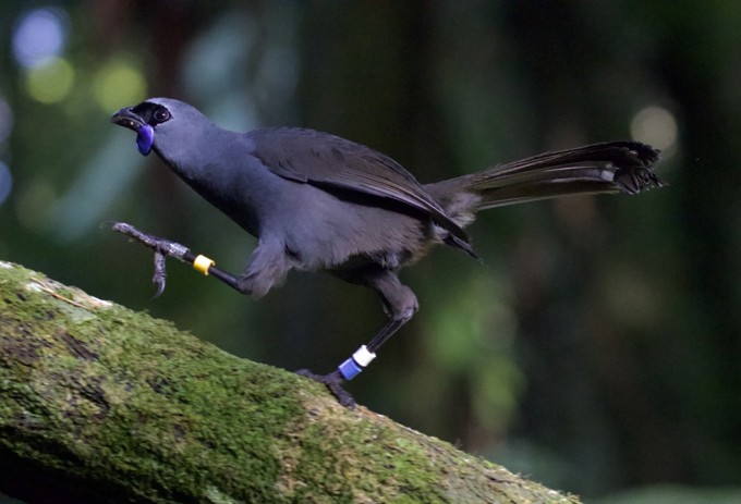 Kokako