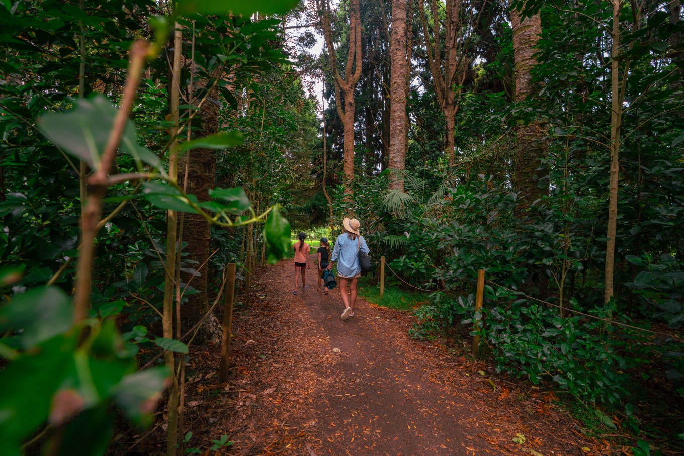 People walking through a forest. 