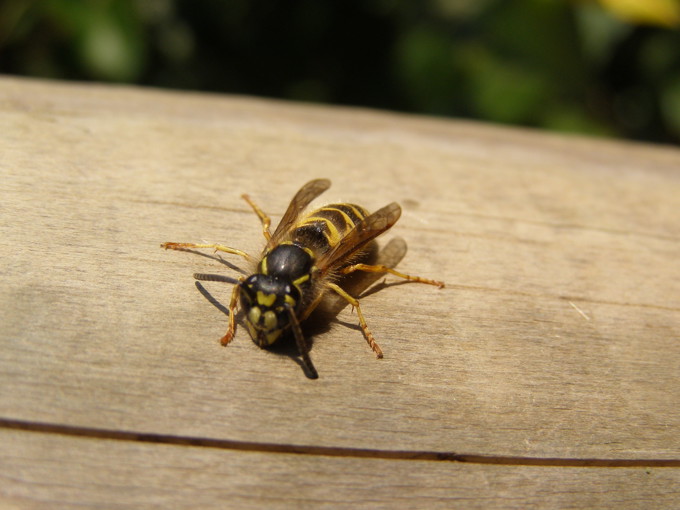 Pest control set for Waitakere Wasps 03