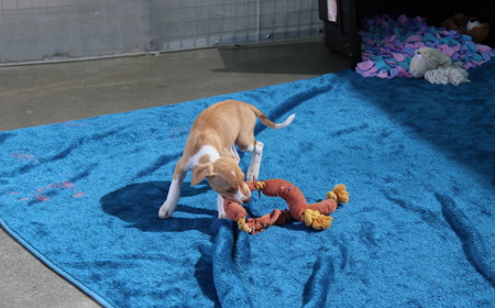 Boogie (ON HOLD) tile image