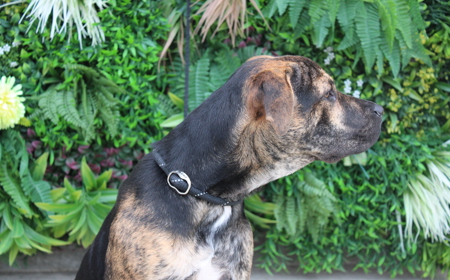 Piplup (ADOPTED) tile image