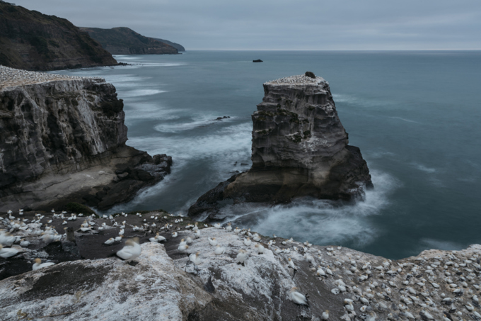 Ōtakamiro Point in Muriwai