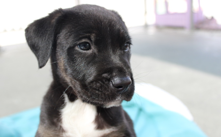 Dorper (ON HOLD) tile image