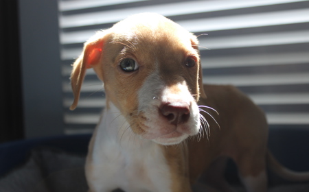 Boogie (ON HOLD) tile image