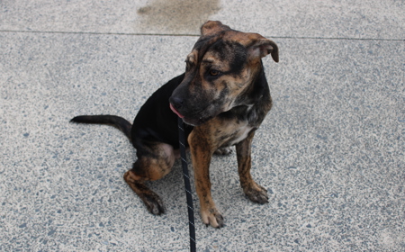 Piplup (ADOPTED) tile image