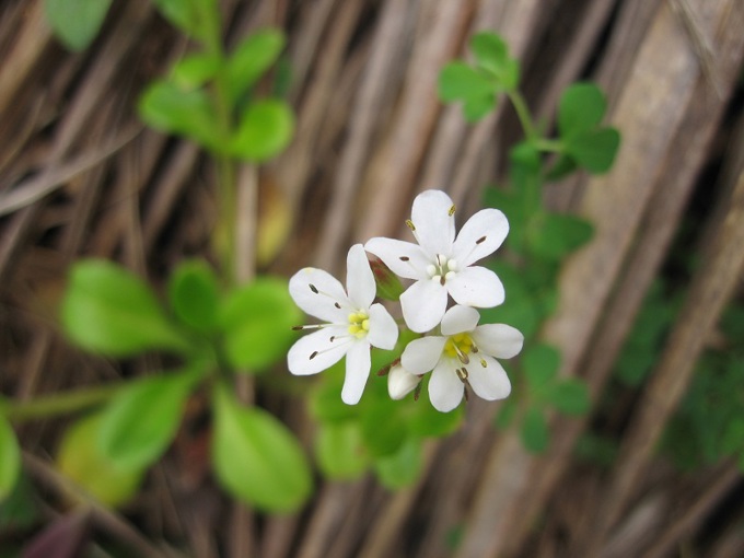 Don't forget to visit the Forget-me-not at the Botanic Gardens
