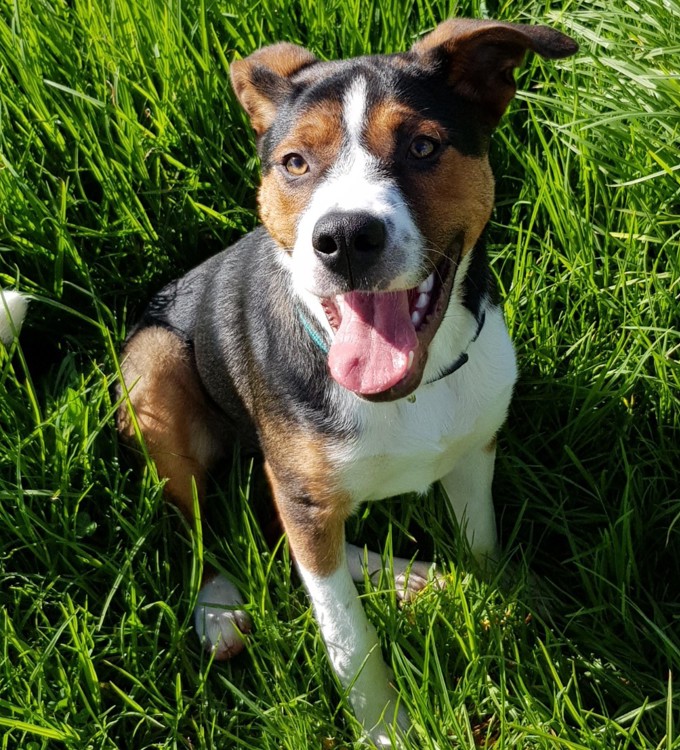 Adorable adoptables from Auckland's shelters (3)